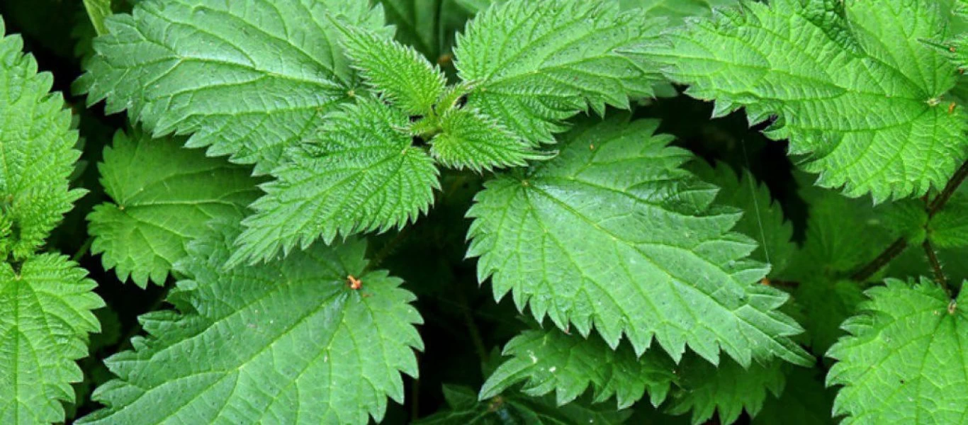 Γιατροσόφια των γιαγιάδων στα μικροπροβλήματα της καθημερινότητας